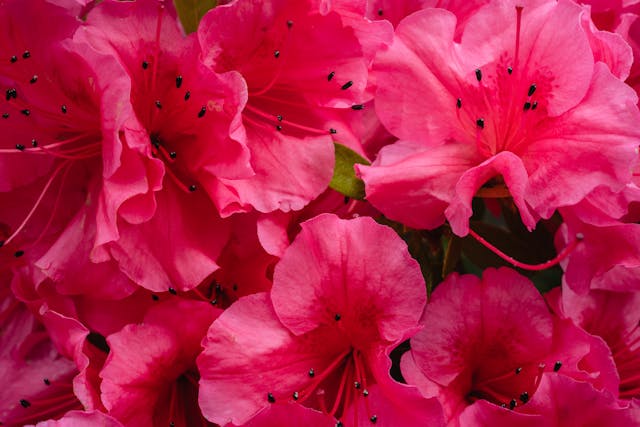 azalea ideale cone regalo