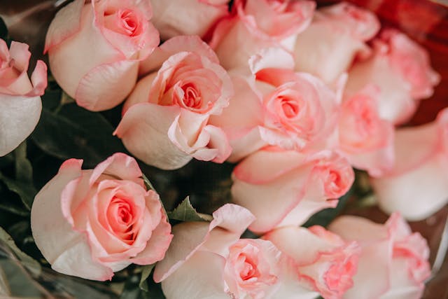 regalare rose un gesto raffinato