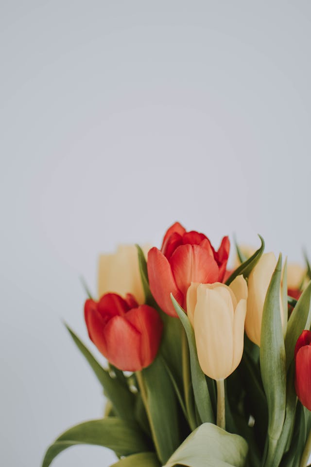 la festa del papà è un occasione spciale quali fiori regalare