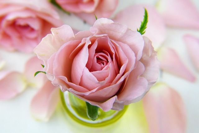 Quali sono i fiori più comuni da regalare