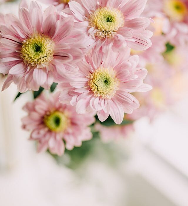 petali d'amore per dire ti amo