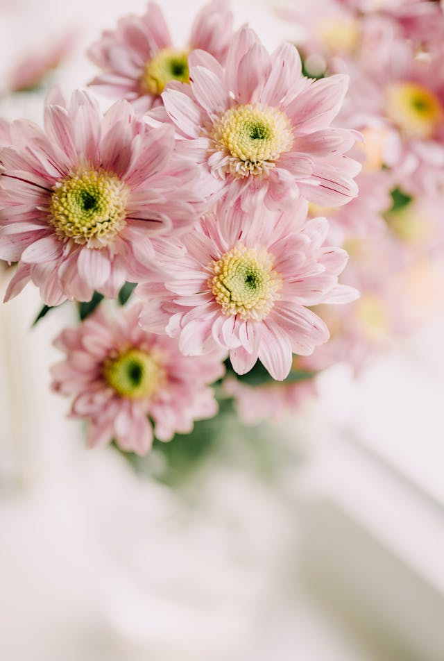 petali d'amore per dire ti amo